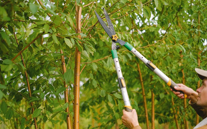 Tree trimming in Smithers, WV