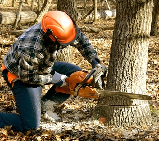 Tree Removal in Smithers, WV
